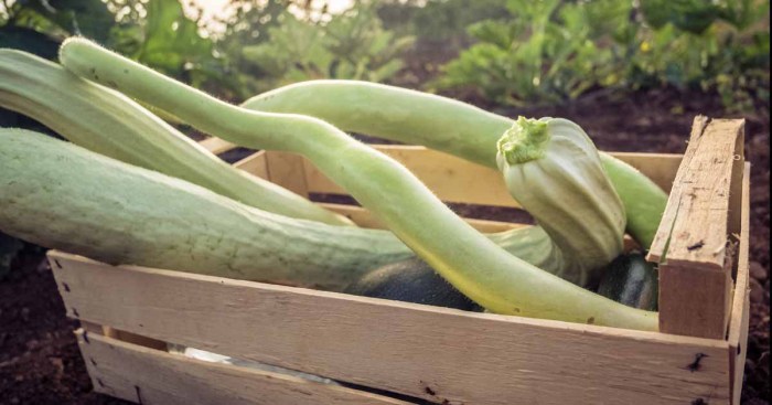 How to cook squash flowers italian style